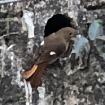Phoenicurus auroreus