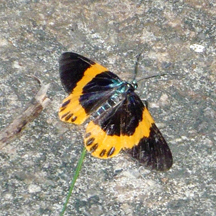 Milionia basalis