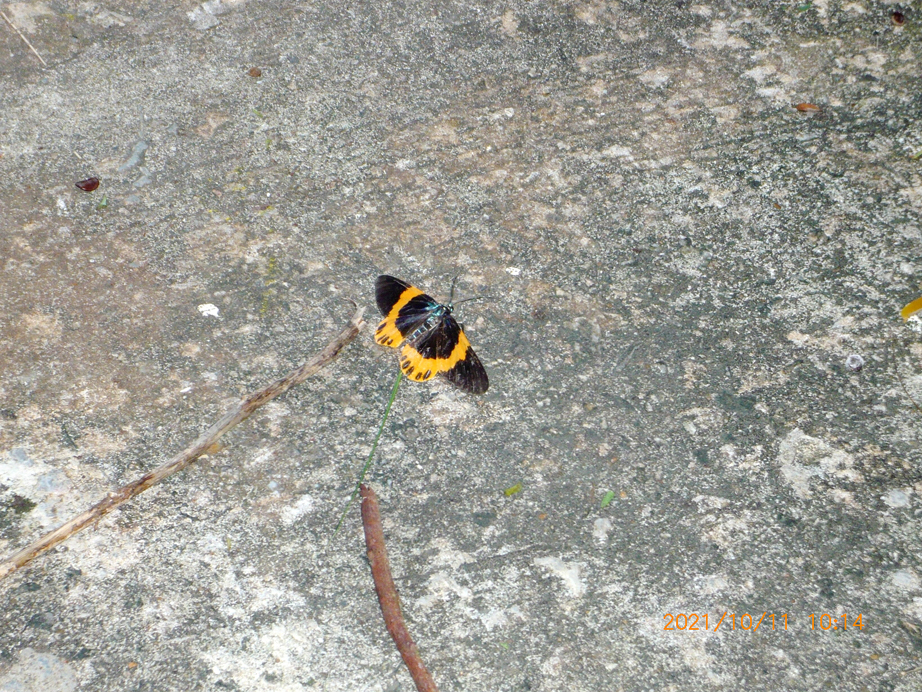 Milionia basalis