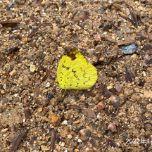 Eurema brigitta