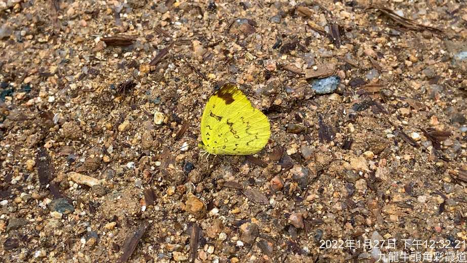 Eurema brigitta