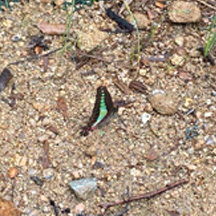 Graphium sarpedon