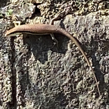 Sphenomorphus indicus