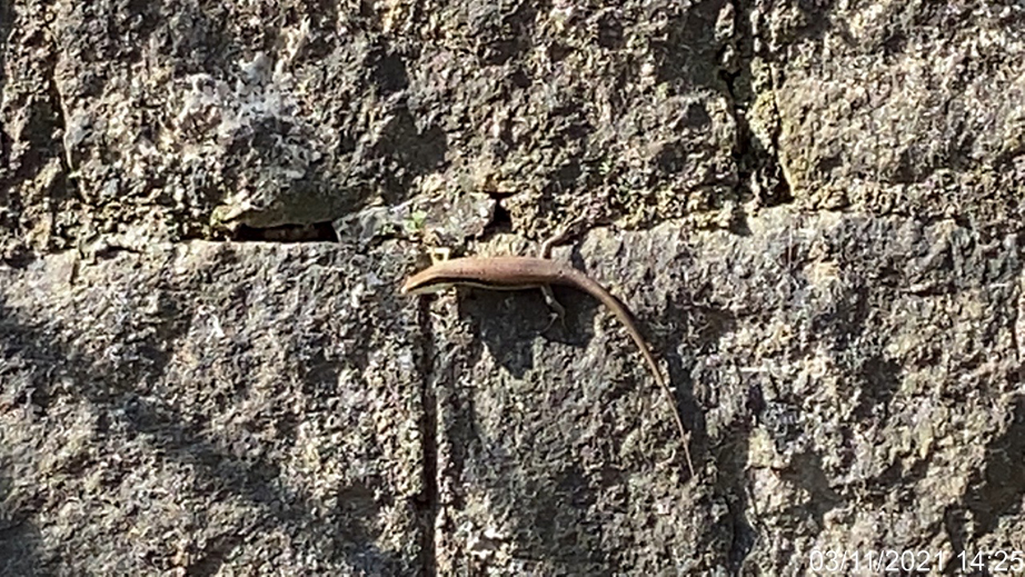 Sphenomorphus indicus