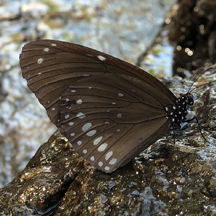 Euploea midamus