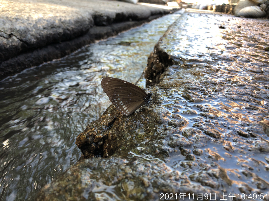 Euploea midamus