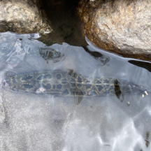 Channa maculata