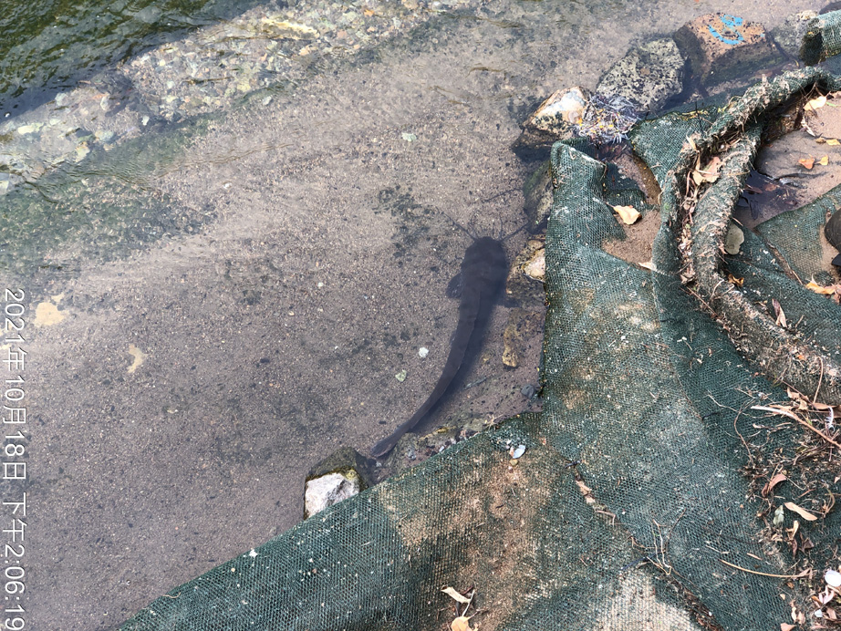 Clarias fuscus