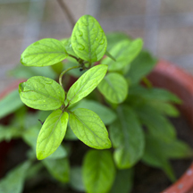 Paederia foetida