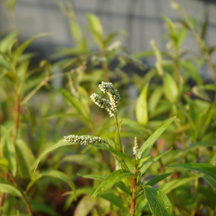 Persicaria barbata