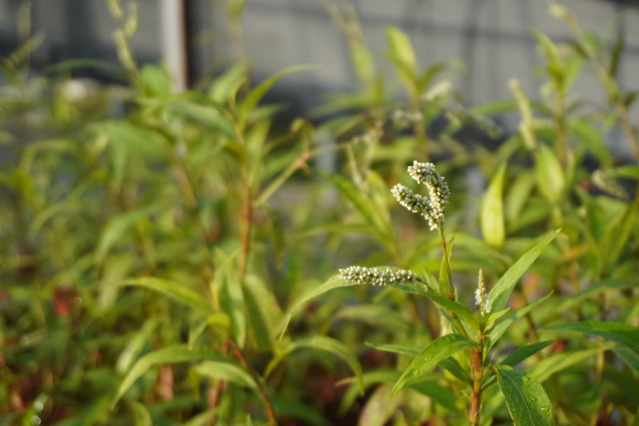 Persicaria barbata