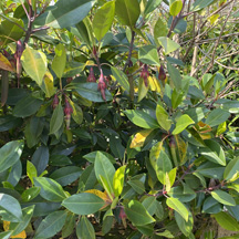 Bruguiera gymnorhiza