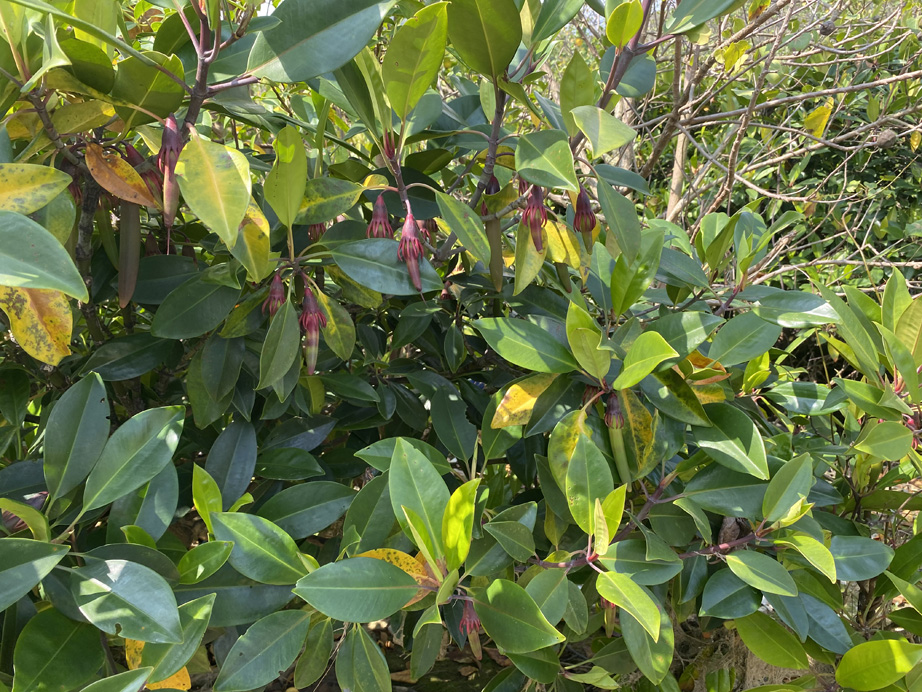 Bruguiera gymnorhiza