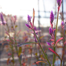Celosia argentea