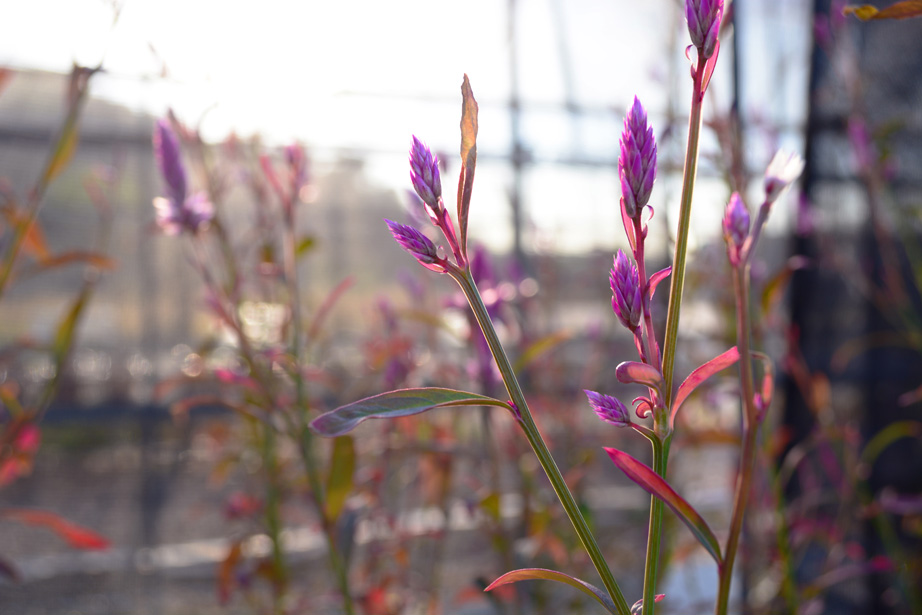 Celosia argentea