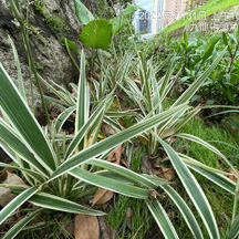Dianella caerulea