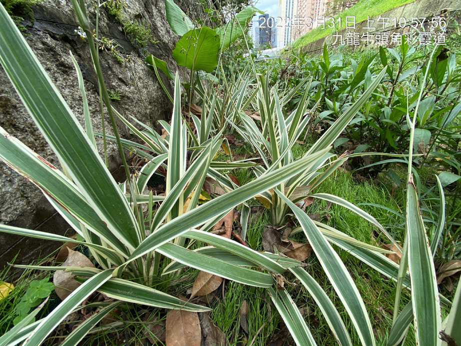 Dianella caerulea