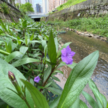 Ruellia coerulea
