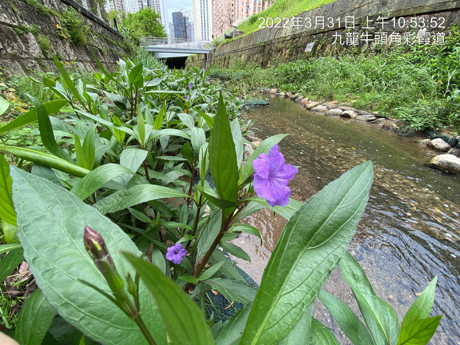 Ruellia coerulea