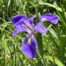 Iris tectorum