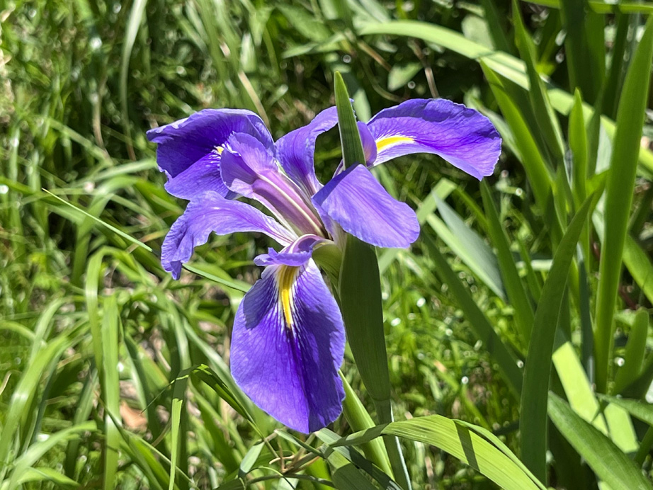 Iris tectorum