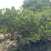 Kandelia obovata