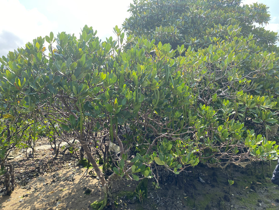 Kandelia obovata