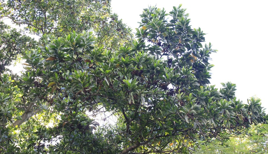 Acacia auriculiformis