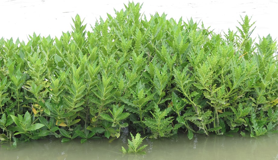 Acanthus ilicifolius