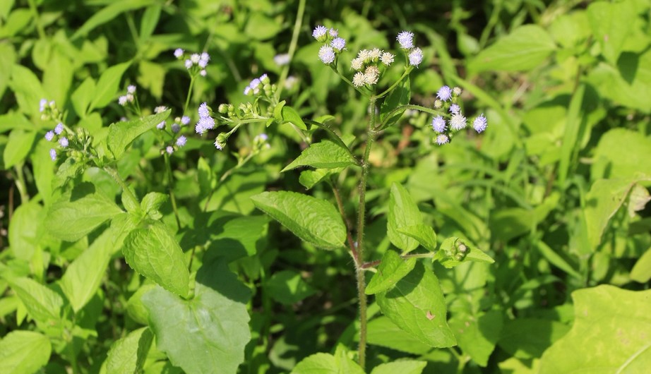 Ageratum conyzoides