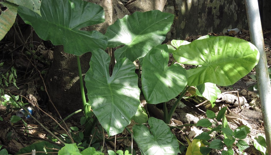 Alocasia macrorrhizos