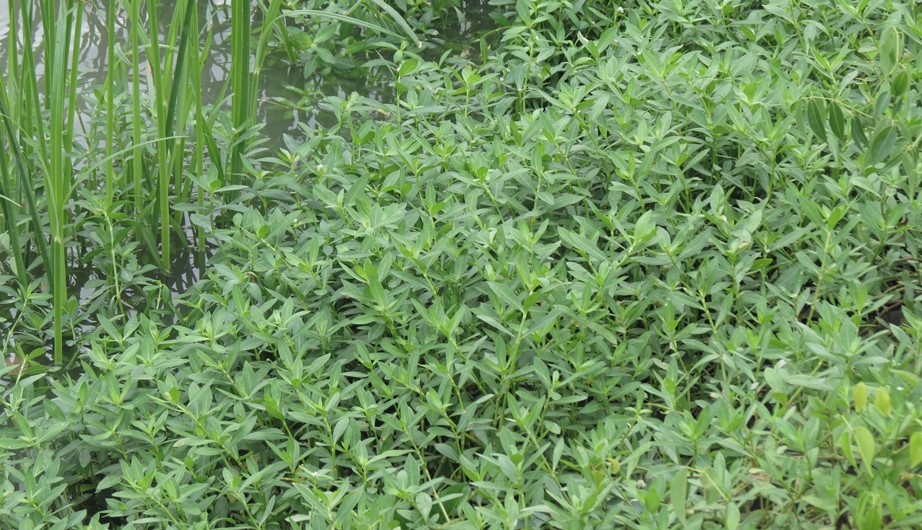 Alternanthera philoxeroides