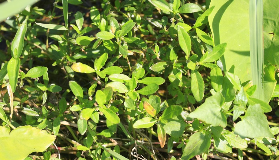 Alternanthera sessilis