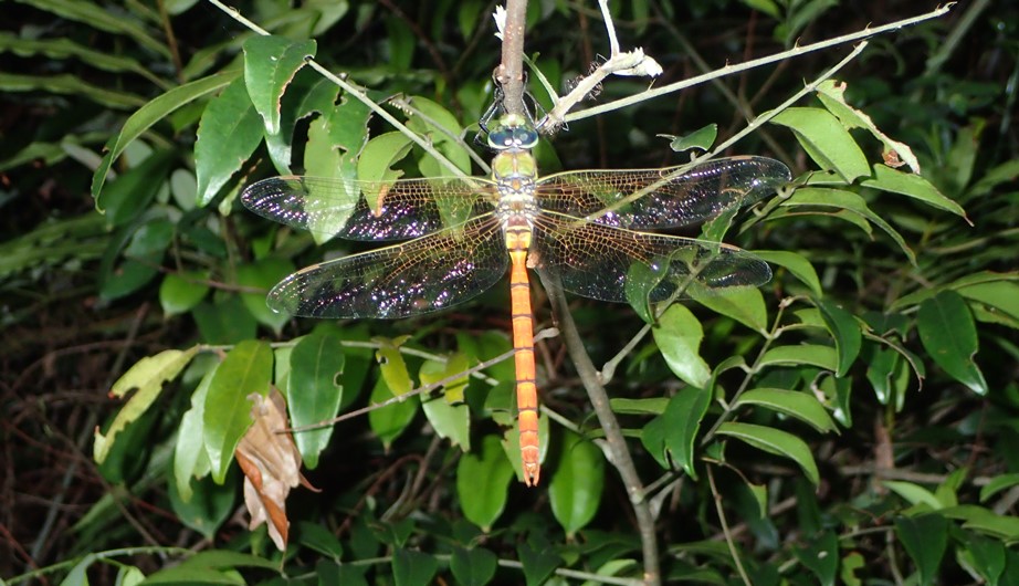Anax immaculifrons