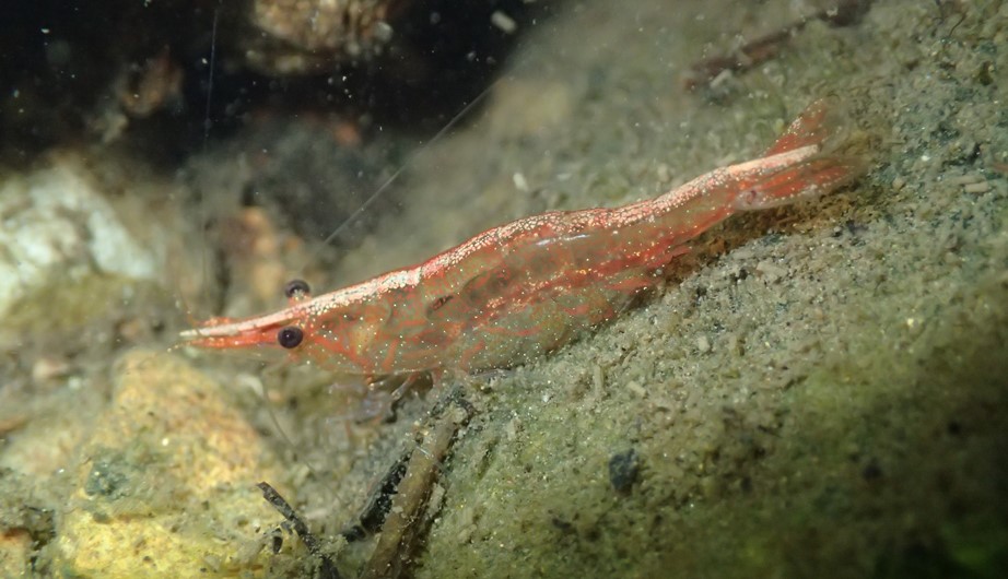 Caridina longirostris