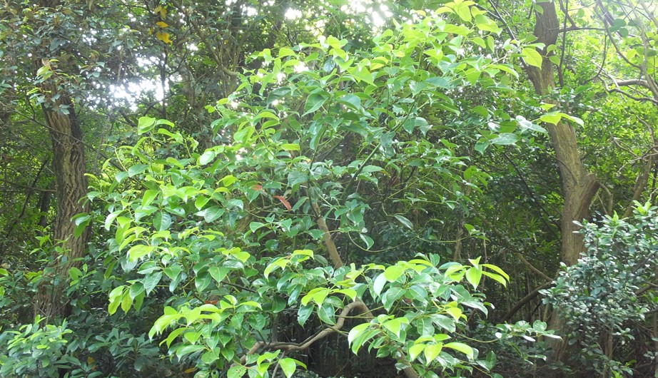 Cinnamomum parthenoxylon