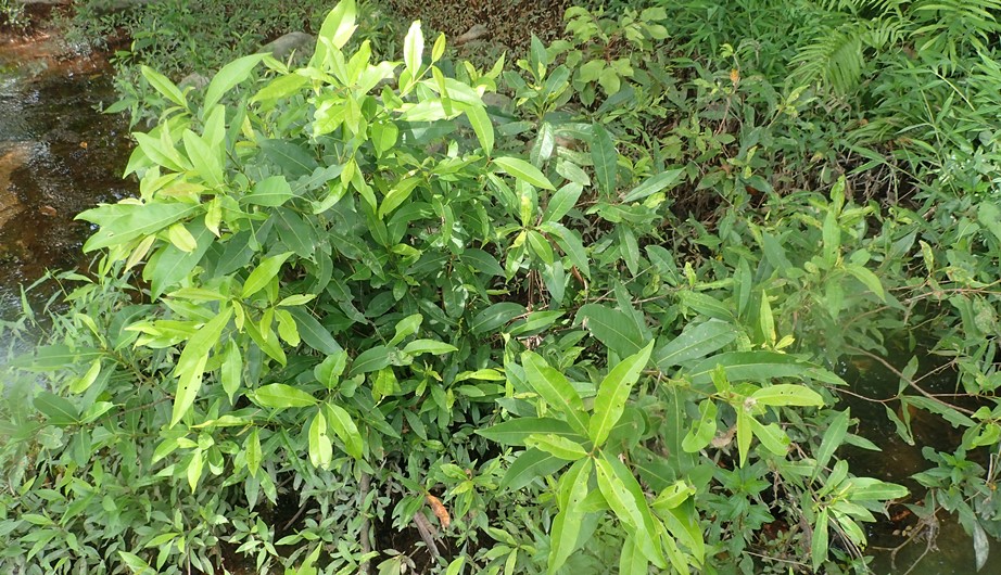 Cleistocalyx nervosum