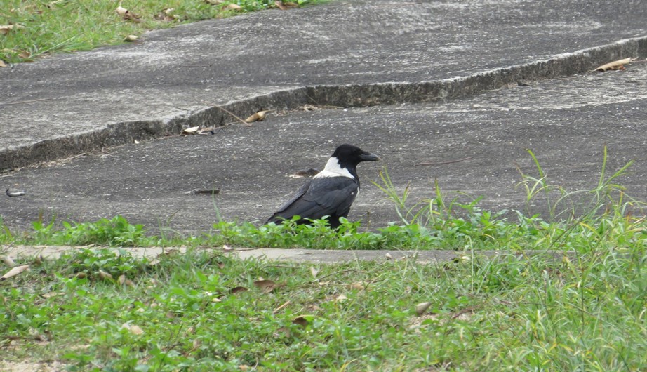 Corvus torquatus
