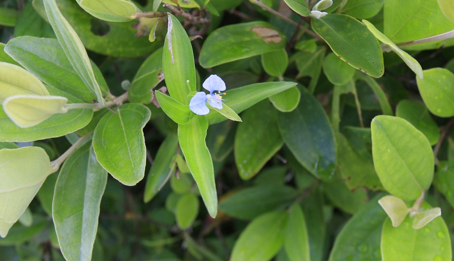 Commelina diffusa