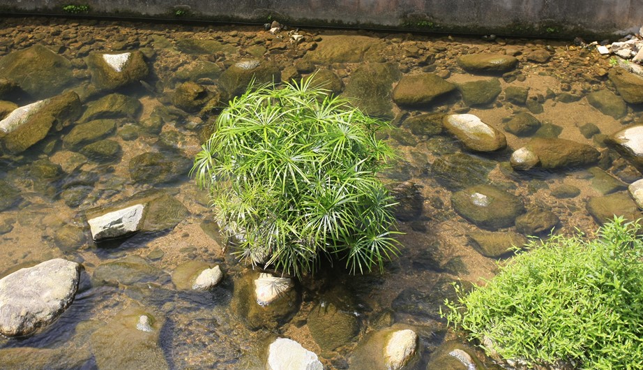 Cyperus involucratus