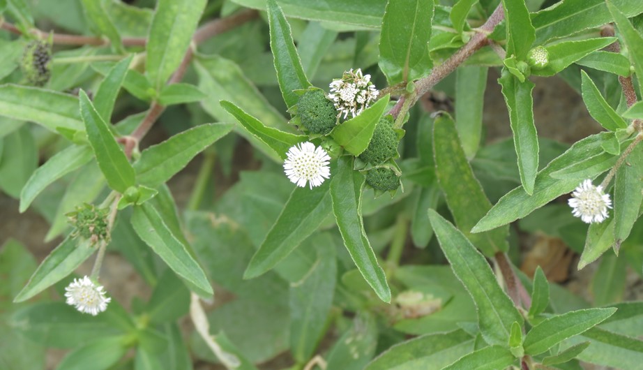 Eclipta prostrata