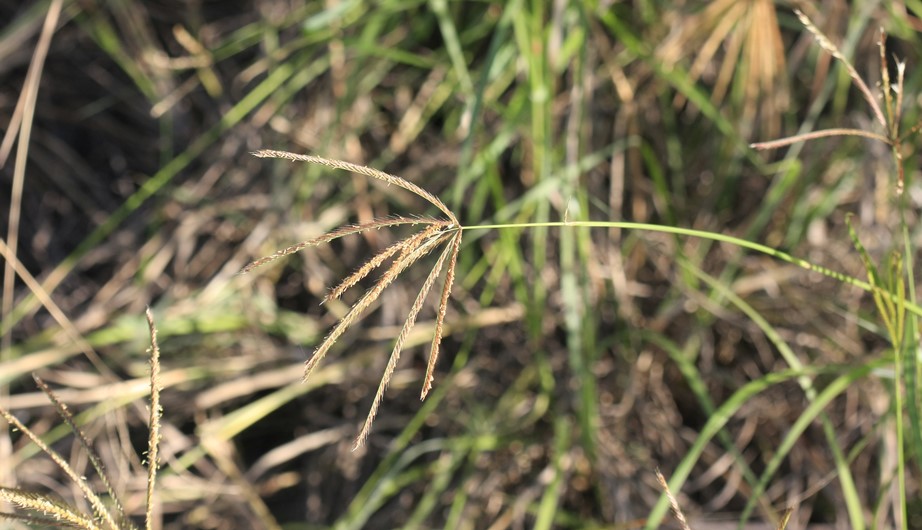 Eleusine indica