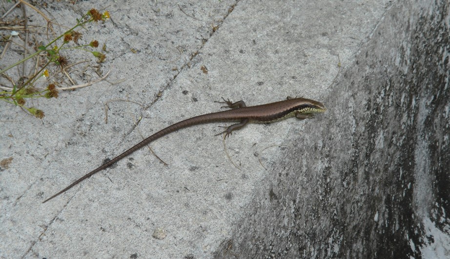 Eutropis longicaudata