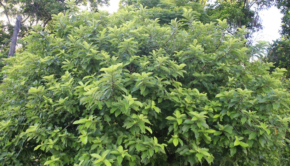 Ficus hispida