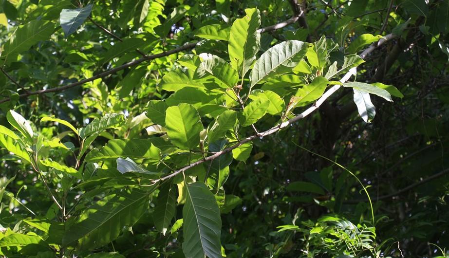 Ficus virens