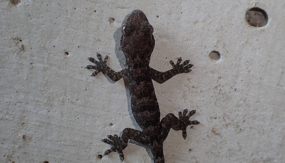 Gekko chinensis