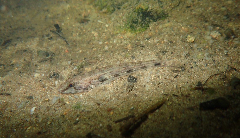 Glossogobius giuris