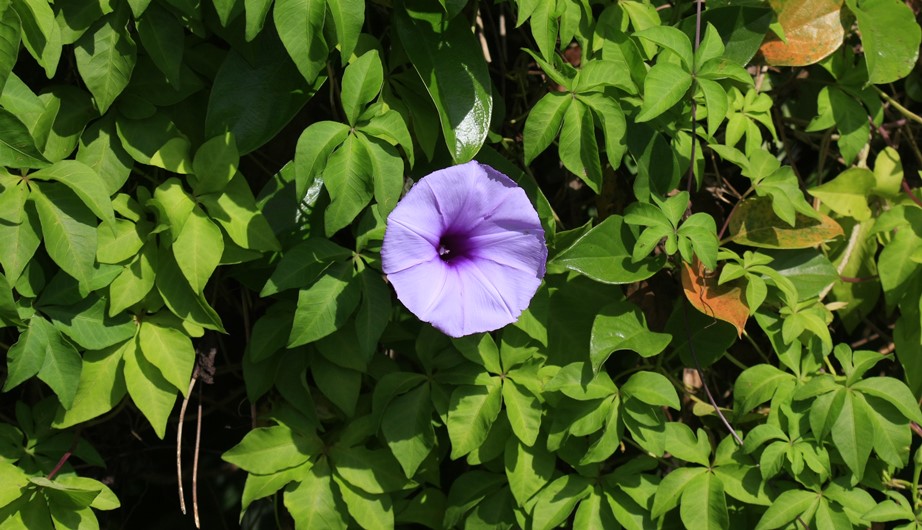 Ipomoea cairica