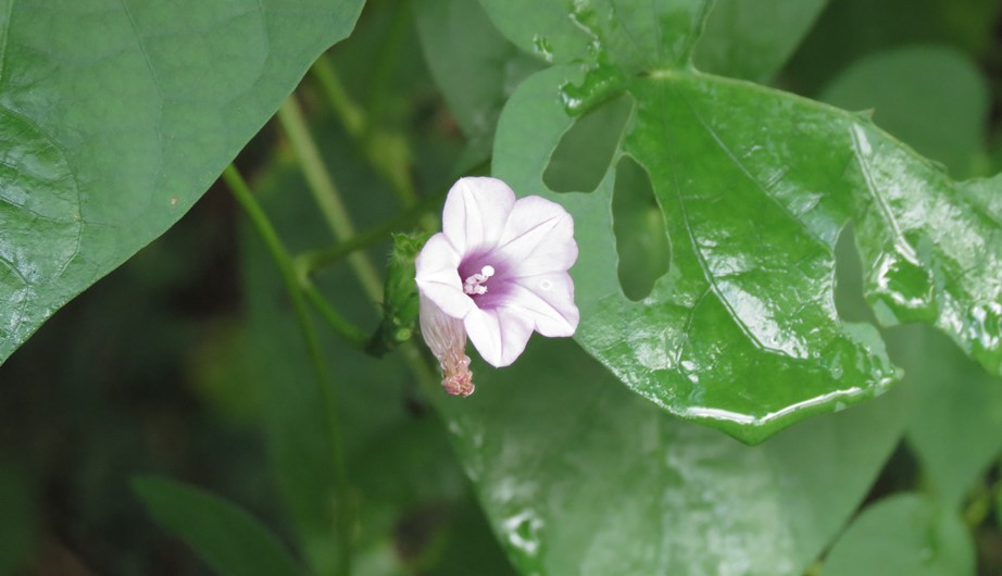 Ipomoea triloba