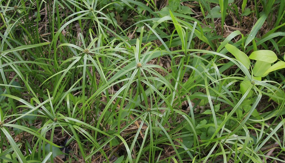 香根水蜈蚣
